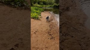 тренировки. подача с воды. дратхаар. марта