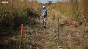 Гамбийские крысы спасают жизни людей, находя мины