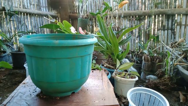 unboxing/repotting ng bagong variety ng Hoya plant @leanlynsgarden6160 смотреть онлайн