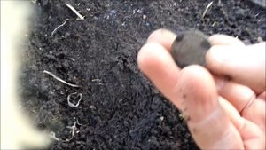 Что можно найти в огороде с металлоискателем