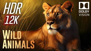 Погружение в дикую природу 12k HDR 120fps Dolby Vision HDR