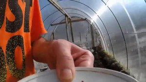 Выращивание овощей весной часть 1 (дайкон, зелень, огурцы)