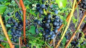 Отменнные мускаты: универсал  "Мускат Блау" и  винный  "Альминский" !