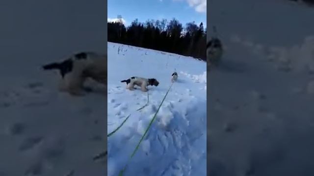 Сугробы и Большой Вандейский Бассет Гриффон/Grand Basset Griffon Vendeen