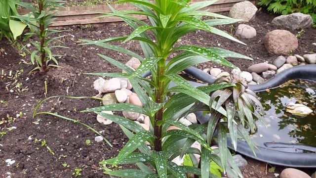 ЛИЛИИ: Болезни, вредители, подкормка. смотреть онлайн