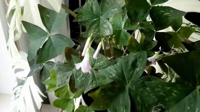 12 Кислиц в кратком обзоре