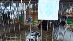 Немецкие выставки кроликов, начало конца?