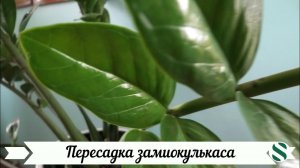 Пересадка замиокулькаса.