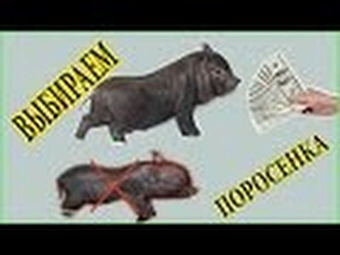 Вьетнамские поросята // Как выбирать поросенка // Моё подворье""