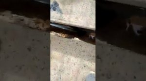 Бетонный фундамент под откатные ворота. Изготовление силовой рамы под откатные ворота.