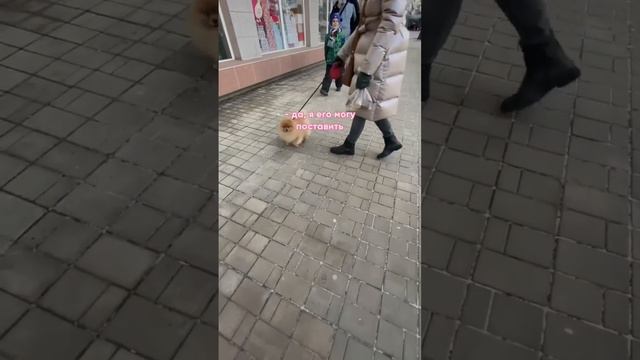 Встретил шпица, который Хрюкает! Уличная фотосессия для милой собачки ? смотреть онлайн