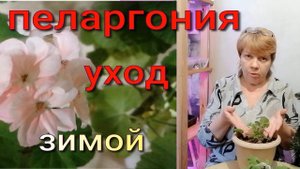 Пеларгония зимой. Выращивание и черенкование пеларгонии
