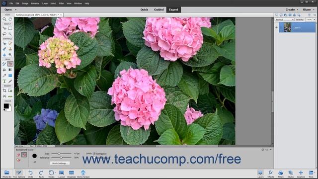 Photoshop Elements 2020 Tutorial The Background Eraser Tool Adobe Training