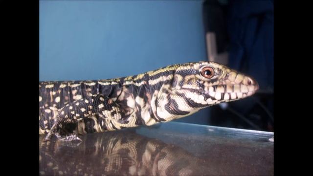 Chester mi Salvator merianae смотреть онлайн