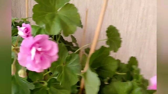 Сортовая пеларгония Ю- Сиреневый Туман#пеларгония#сиреневыйтуман смотреть онлайн