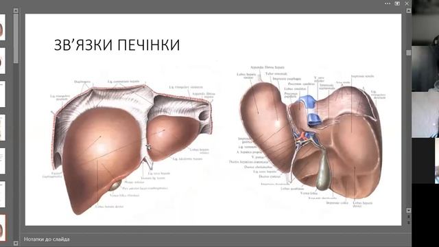 Анатомія печінки 1