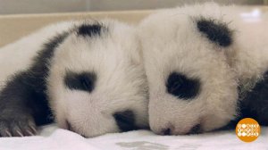 В мире. Пандята-близнецы. Доброе утро. Фрагмент выпуска от 26.12.2019