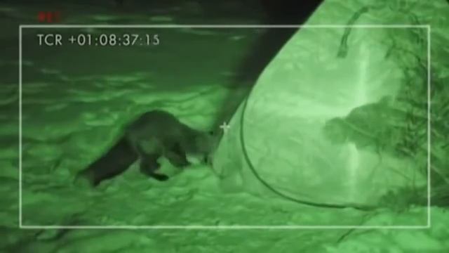 Лиса и песец - ночная охота (Red and Arctic Foxes) смотреть онлайн