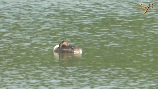 Птицы Измайловского парка / Birds of Izmaylovsky Park in Moscow смотреть онлайн