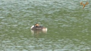 Птицы Измайловского парка / Birds of Izmaylovsky Park in Moscow