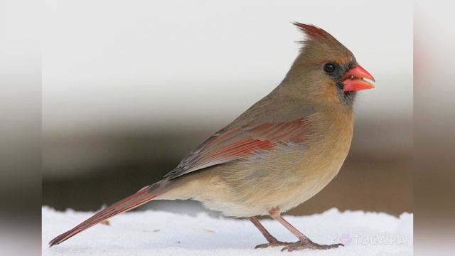 7 ПТИЦ, В СУЩЕСТВОВАНИЕ КОТОРЫХ СЛОЖНО ПОВЕРИТЬ