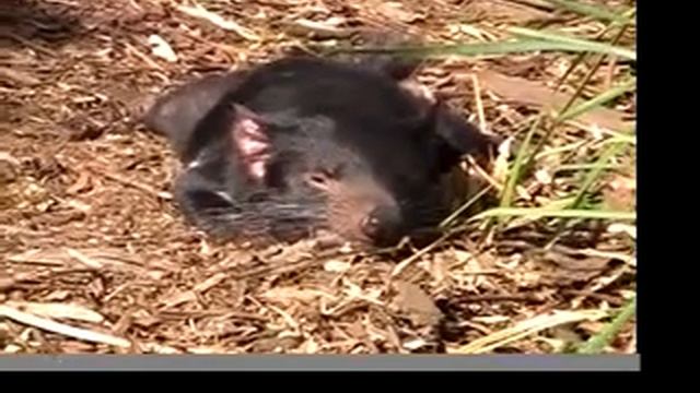 Tasmanian Devils-Native animals of Tasmania Australia смотреть онлайн