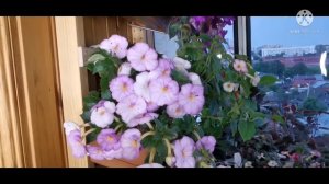 Ахименесы: мои секреты выращивания Обзор сортов#ахименесы#выращивание#сорта