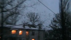 Пугаю ворон с помощью лазера / Scare crows with a laser.