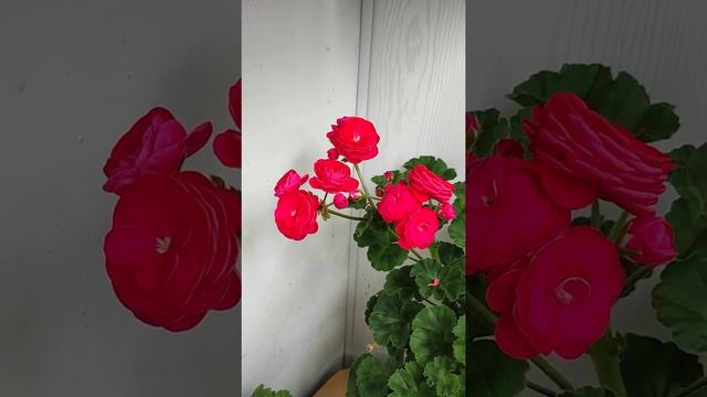 Майское цветение пеларгоний смотреть онлайн