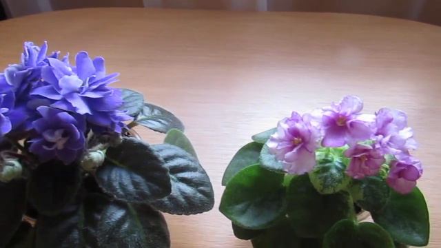 Фиалки Цветущие Новинки🍃 смотреть онлайн