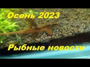 Осень 2023.  Рыбные новости. (Архив от 28.10.2023)