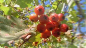 20 удивительных фактов о боярышнике