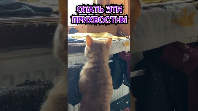 НЕПРИЕМНЫЙ ДЕНЬ - МЫСЛИ КОТА 28