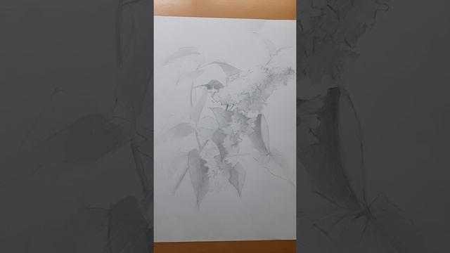 Рисуем вместе - Рисуем сирень