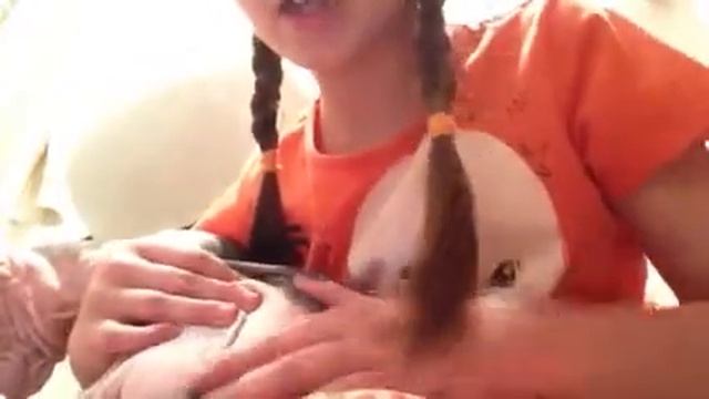 О породе сфинкс смотреть онлайн