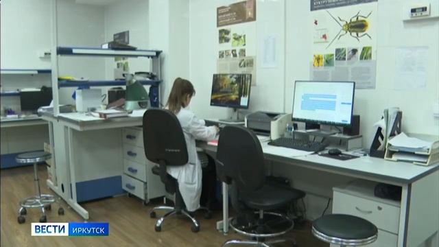 В Иркутском аэропорту изъяли фрукты, зараженные калифорнийской щитовкой смотреть онлайн