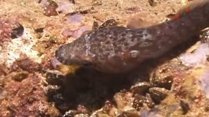 © Рыбы Черного моря. Морская уточка (Lepadogaster candolii) - 02 // Fishes of the Black Sea.