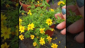 Ампельные цветы. Биденс или череда