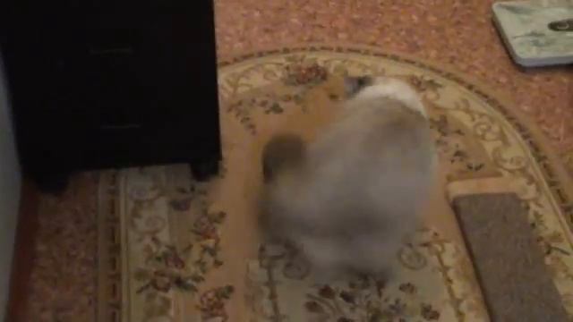 Котик кружится смотреть онлайн