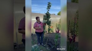 Колоновидные яблони?