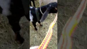 Поводок для коз или ринговка!