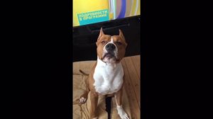 говорящий стаф