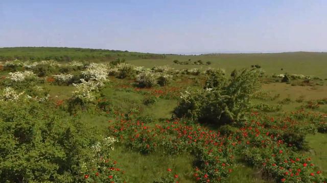 Rezervația Pădurea Bujorului (podișul Babadag) смотреть онлайн