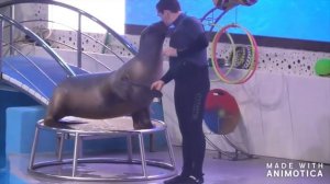 Дельфинарий в Грозном! Dolphinarium in Grozny!