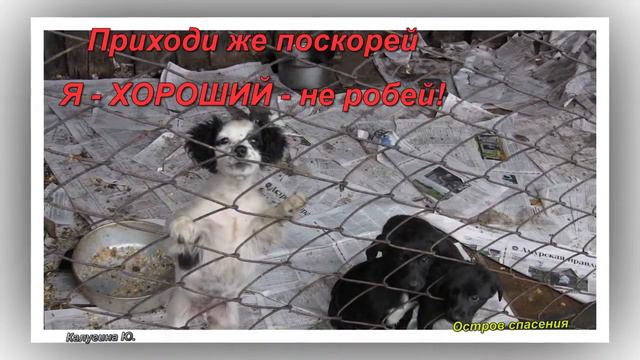 Приюту для животных Остров спасения нужна Ваша помощь!