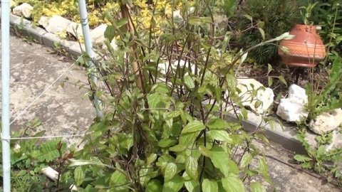 Обработка сада от вредителей.Какие надо использовать препараты !