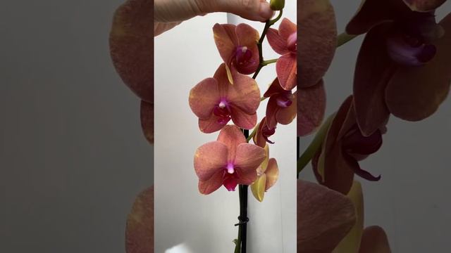 Новиночка из Леруа😍🐘 phal. Surf Song