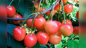 Черешня Брянская розовая