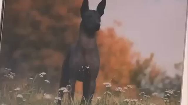 Ксолоитцкуинтли или Ксоло - Все О Породе