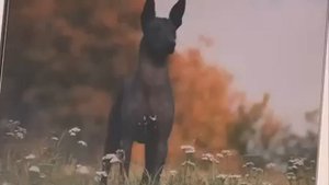 Ксолоитцкуинтли или Ксоло - Все О Породе